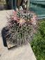 Preview: Mammillaria compressa